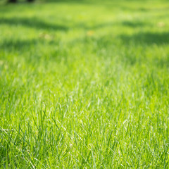 green grass lawn colorful in the garden background