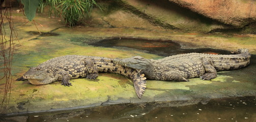 Crocodiles du Nil en sieste