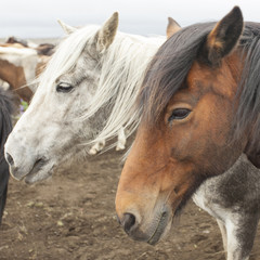 Icelandic Horses