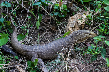 Monitir lizard