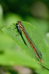 Pyrrhosoma nymphula, femmina