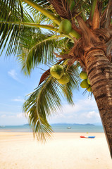 Coconut palm trees with coconuts fruit on tropical beach background at Phayam island in Ranong province, Thailand. Happy summer holiday concept