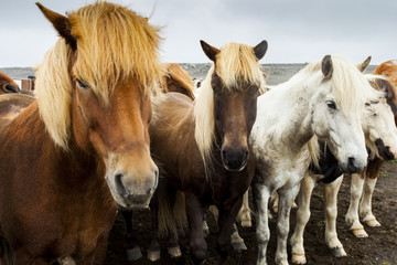 Obraz na płótnie Canvas Icelandic Horses