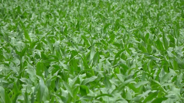 Corn field young corn plants stalks moved by wind green field maize is large grain plant leafy stalk plant produces separate pollen used for food dent corn flint corn pod corn flour corn sweet corn 4k