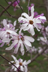 Leonard Messel loebner magnolia (Magnolia x loebneri Leonard Messel)