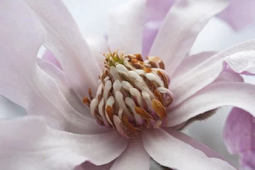 Foto op geborsteld aluminium Magnolia Leonard Messel loebner magnolia (Magnolia x loebneri Leonard Messel)