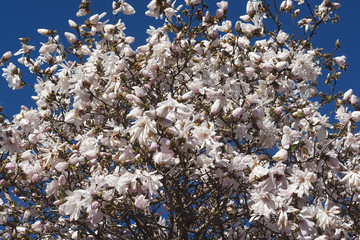 Centennial star magnolia (Magnolia stellata Centennial). Called Centennial Blush star magnolia also