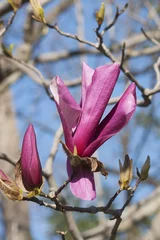 Photo sur Plexiglas Magnolia Galaxy hybrid magnolia (Magnolia x hybrid Galaxy). Hybrid between Magnolia liliflora Nigra and Magnolia sprengeri Diva