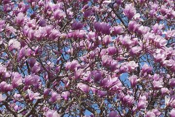 Crédence de cuisine en verre imprimé Magnolia Verbanica saucer magnolia flowers (Magnolia x soulangeana Verbanica)