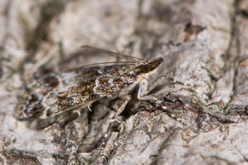 Eudonia mercurella micro moth. Small insect in the family Crambidae, subfamily Scopariinae, well camouflaged at rest against bark