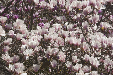 Alba saucer magnolia flowers (Magnolia x soulangeana Alba)