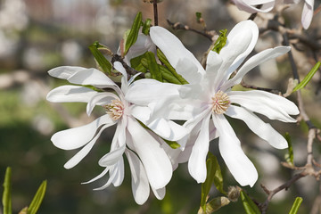 Magnolia étoilé du centenaire (Magnolia stellata Centennial). Appelé aussi Centennial Blush star magnolia