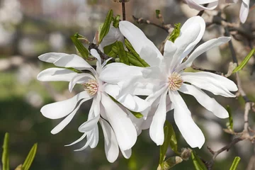 Photo sur Aluminium Magnolia Magnolia étoilé du centenaire (Magnolia stellata Centennial). Appelé aussi Centennial Blush star magnolia