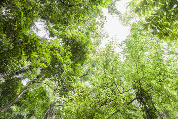 green forest background,scenery background.
