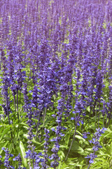 Obraz premium Lavender flowers at Wellington Botanic Garden, the largest publi
