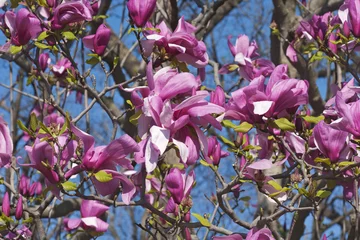 Photo sur Aluminium Magnolia Magnolia hybride Galaxy (Magnolia x hybride Galaxy). Hybride entre Magnolia liliflora Nigra et Magnolia sprengeri Diva