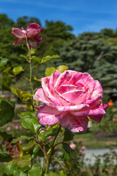 Beautiful two-colored flower rose in the outdoor garden