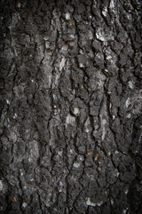 Close-up shot of living bark of Blue Atlas Cedar tree