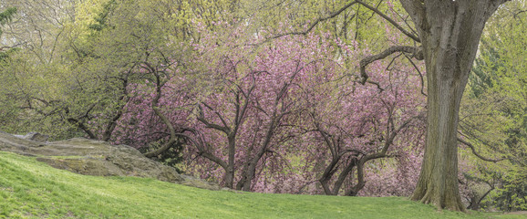 Prunus serrulata or Japanese Cherry