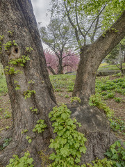 Fototapeta premium Prunus serrulata or Japanese Cherry