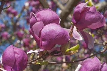 Photo sur Plexiglas Magnolia Soucoupe Grace McDade magnolia (Magnolia x soulangeana Grace McDade)