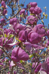 Grace McDade saucer magnolia (Magnolia x soulangeana Grace McDade)