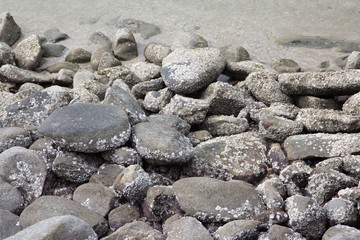 black rocks stones with sea snail shell in coastline