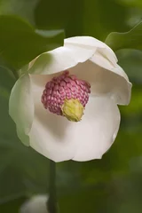 Photo sur Plexiglas Magnolia Colossus Oyama magnolia flower (Magnolia sieboldii Colossus)