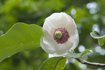 Papier Peint photo Lavable Magnolia Colossus Oyama magnolia flower (Magnolia sieboldii Colossus)