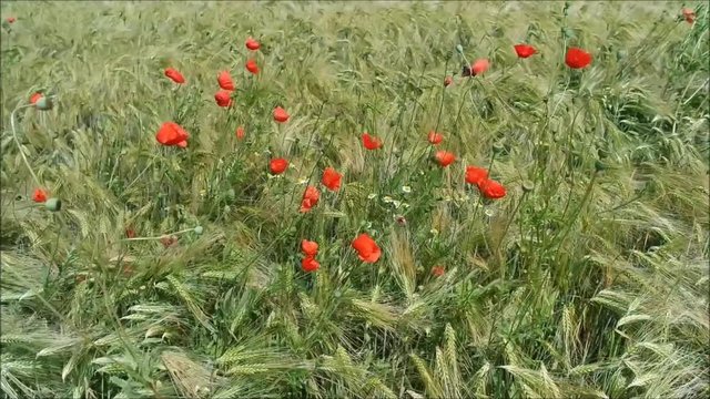 Mohnblumen im Getreidefeld