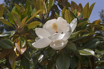Südliche Magnolie Exmouth (Magnolia Grandiflora Exmouth)