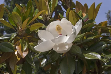 Crédence de cuisine en verre imprimé Magnolia Magnolia du sud Exmouth (Magnolia grandiflora Exmouth)