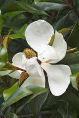 Southern magnolia (Magnolia grandiflora). Called  Evegreen Magnolia, Bull Bay, Bullbay Magnolia, Laurel Magnolia and Loblolly Magnolia also