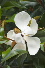 Fototapete Magnolie Südliche Magnolie (Magnolia grandiflora). Auch Evegreen Magnolia, Bull Bay, Bullbay Magnolia, Laurel Magnolia und Loblolly Magnolia genannt
