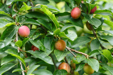 Wild plums on a tree