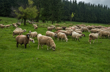 Hairy sheep on a green meadow