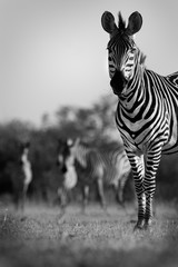Wild African zebra in the wild - 113803353