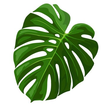 Tropical Leaf Monstera Plant isolated on white