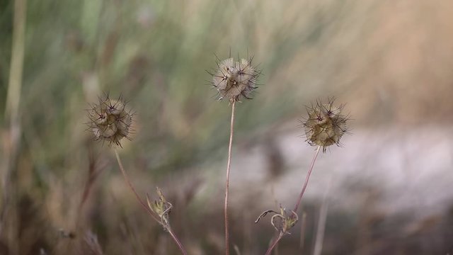 Lomelosia simplex wild plant in nature