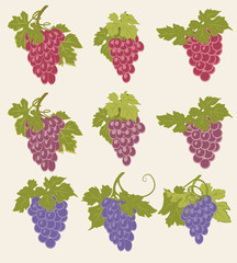 A set of bunches of grapes of different colors.
