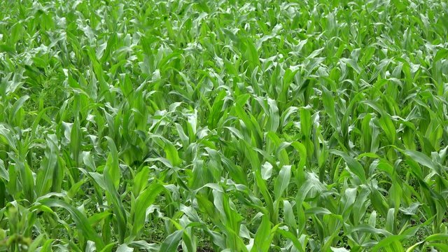 Corn field young corn plants stalks green field maize is large grain plant the leafy stalk of plant produces separate pollen used for food dent corn flint corn pod corn flour corn and sweet corn 4k