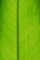 Texture of Monocotyledon leaf.