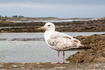 Goéland argenté - larus aregentatus - en bordure de quai