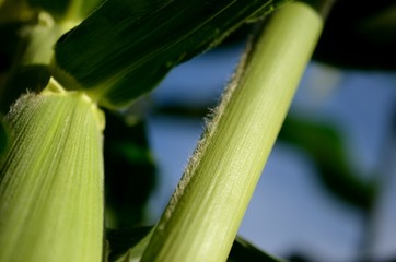 Obraz premium とうもろこしの茎