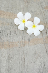 Fototapeta na wymiar Plumeria flowers on wooden background 
