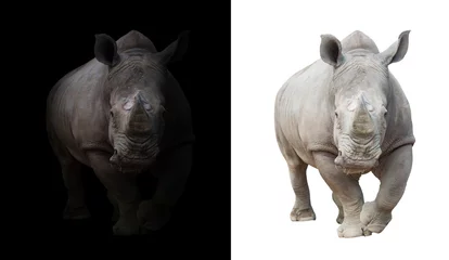 Door stickers Rhino white rhinoceros in dark  and white background