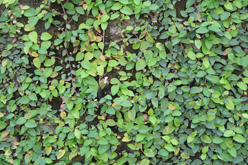Creeper plant wall background.