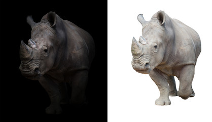 Fototapeta premium white rhinoceros in dark and white background
