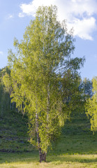Birch on a hill at sunset