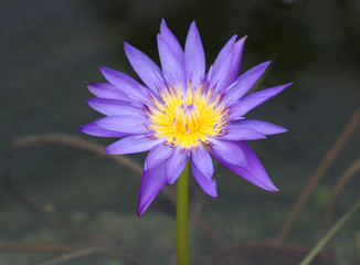 Purple Lotus flowers